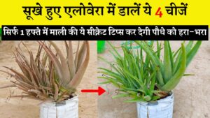 सूखे हुए एलोवेरा में डालें ये 4 चीजें