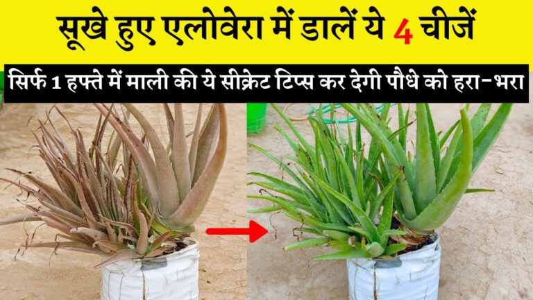 सूखे हुए एलोवेरा में डालें ये 4 चीजें