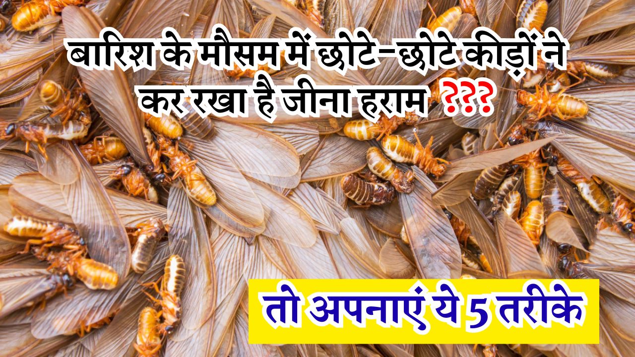 बारिश के मौसम में छोटे-छोटे कीड़ों ने कर रखा है जीना हराम