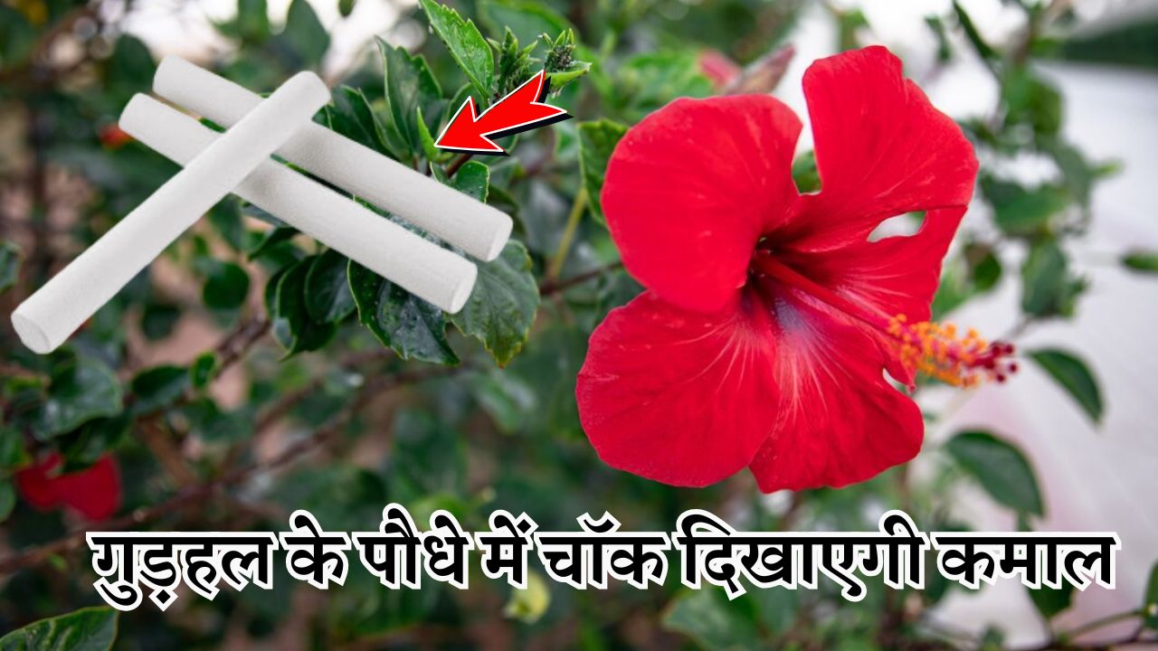 गुड़हल के पौधे में हो जाएगी ढेर सारे फूलों की बारिश, बस 1 बार ऐसे करें चॉक पाउडर का इस्तेमाल