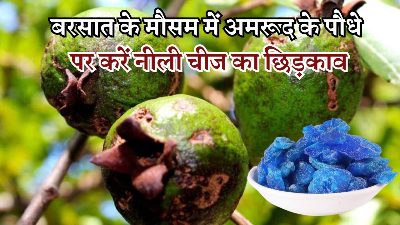 बरसात के मौसम में अमरूद के पौधे पर करें नीली चीज का छिड़काव