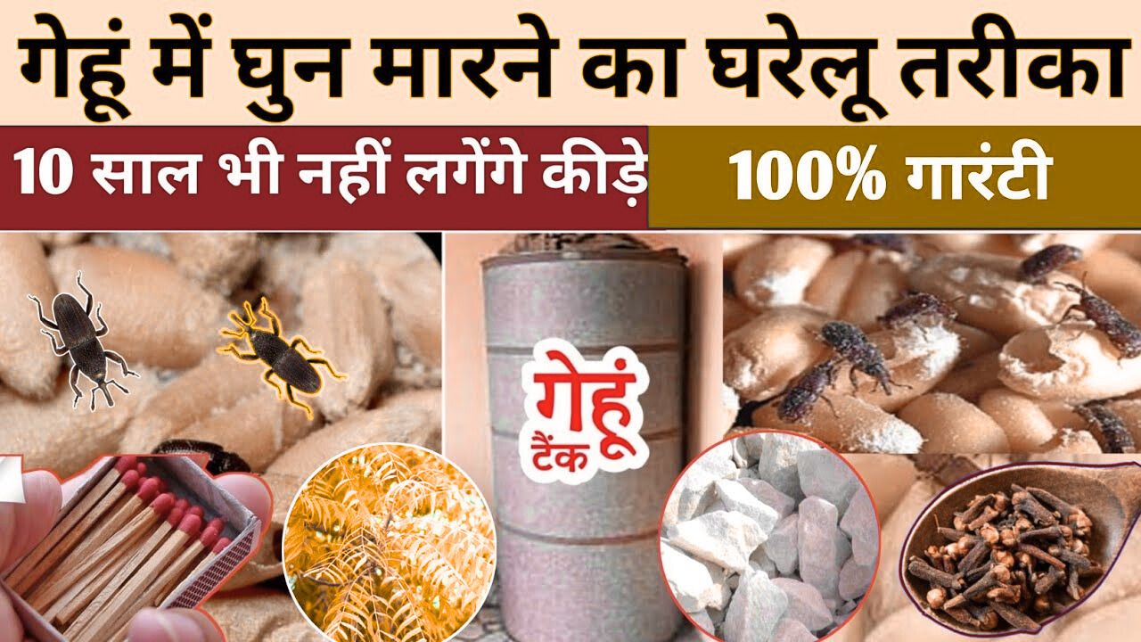 बरसात में गेहूं को घुन लगने से बचाएगी ये 1 रुपए की चीज
