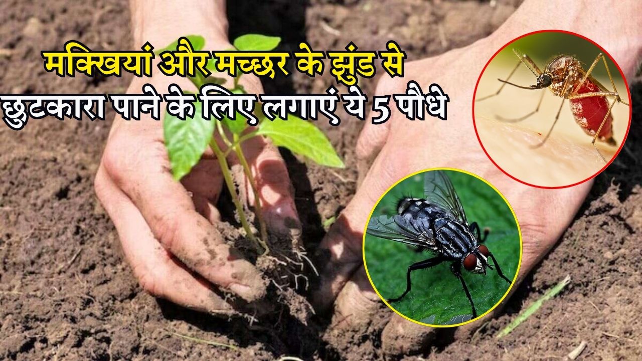 बारिश के समय घर में मंडरा रहे मक्खियां और मच्छर