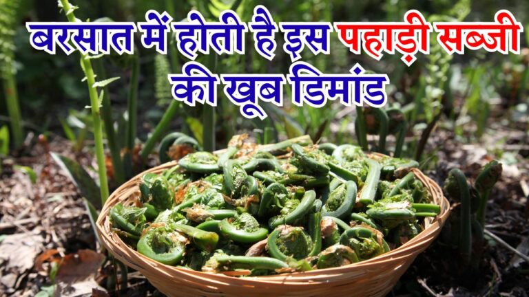 बरसात में होती है इस पहाड़ी सब्जी की खूब डिमांड