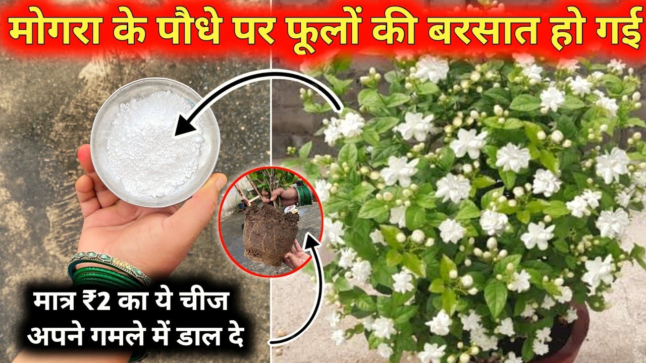 मोगरे के पौधे में अच्छी फ्लॉवरिंग करने के लिए बस 2 चम्मच डालें ये सफेद चीज