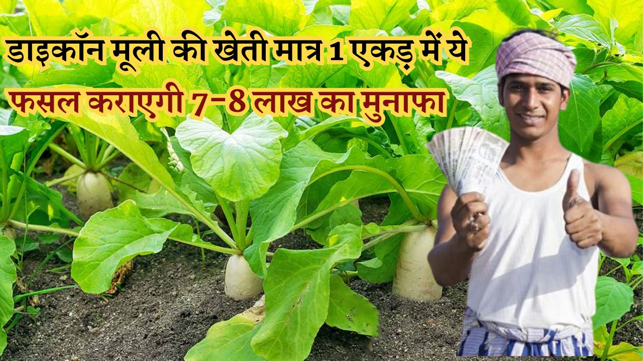 फसल कराएगी 7-8 लाख का मुनाफा