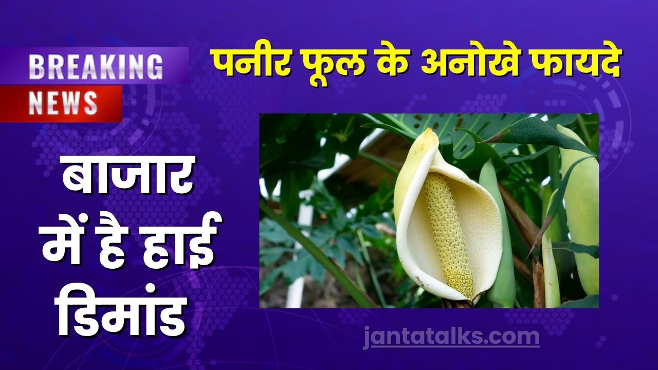 पनीर फूल का सेवन करके तुरंत ठीक होगी नस-नस की गंभीर बीमारी, जानिए कैसे कर सकते है इस्तेमाल ?