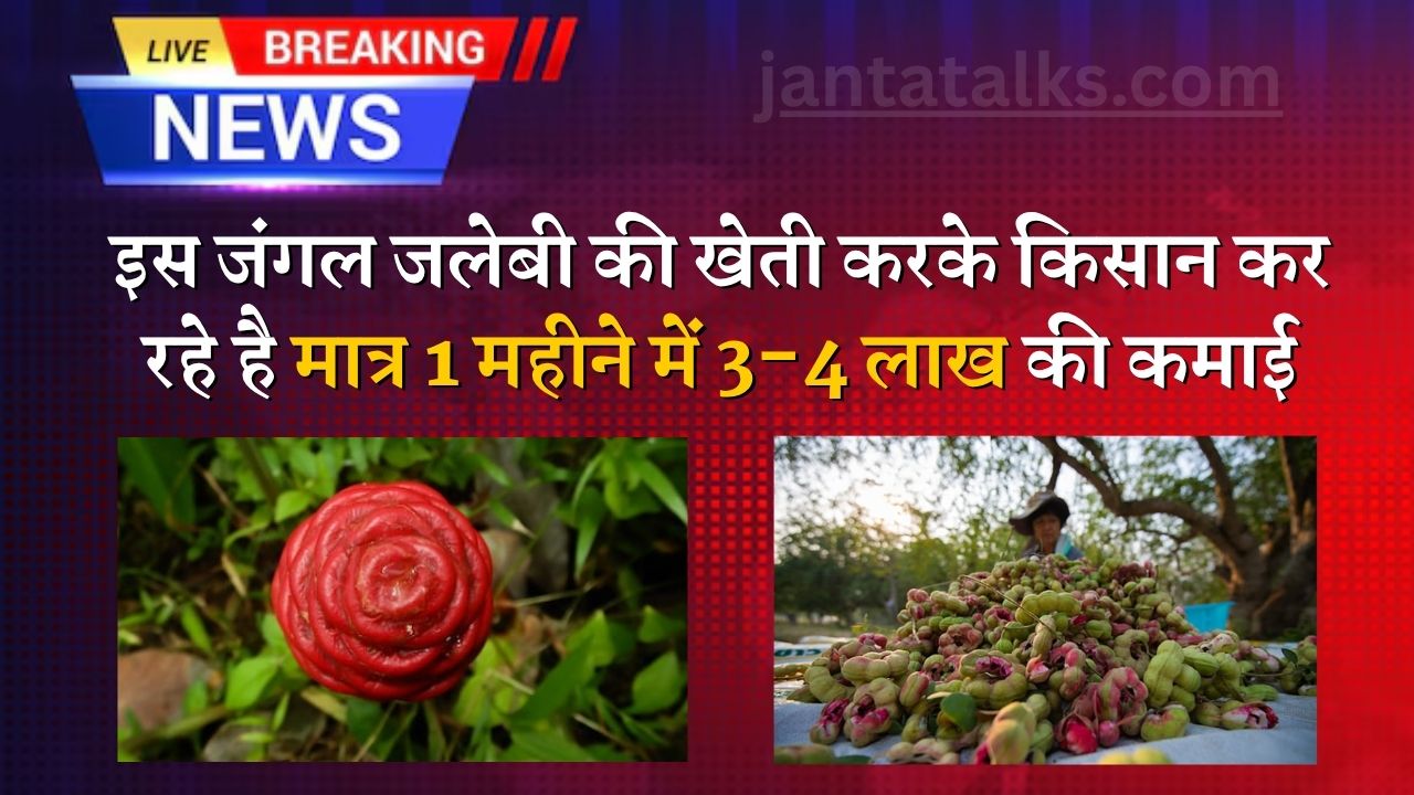 इस जंगल जलेबी की खेती करके किसान कर रहे है मात्र 1 महीने में 3-4 लाख की कमाई