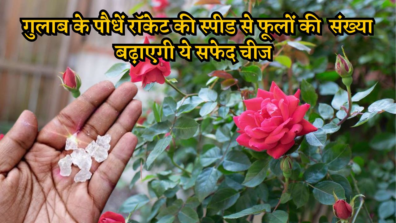 Rose Growing Tips