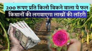 200 रूपए प्रति किलो बिकने वाला ये फल किसानों की लगवाएगा लाखों की लॉटरी