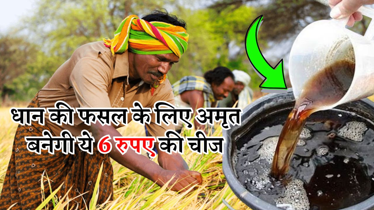 धान की फसल के लिए अमृत बनेगी ये 6 रुपए की चीज