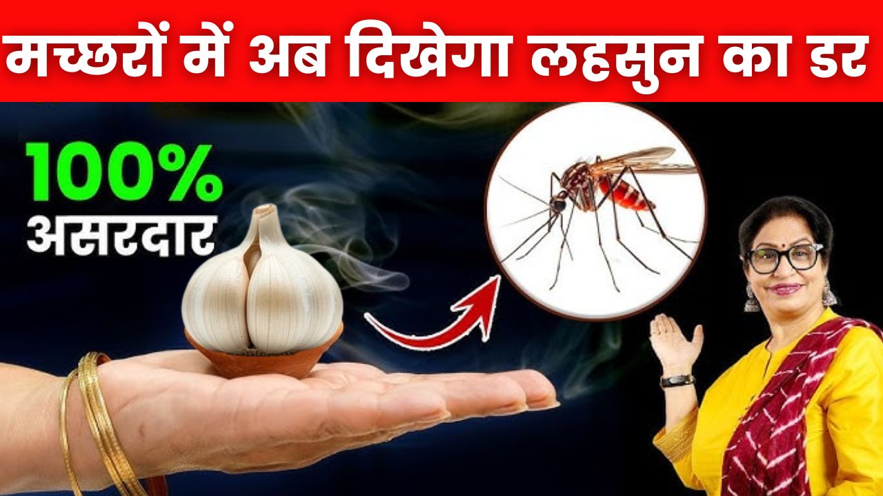 मच्छरों में अब मॉर्टिन का नहीं...दिखेगा लहसुन का डर