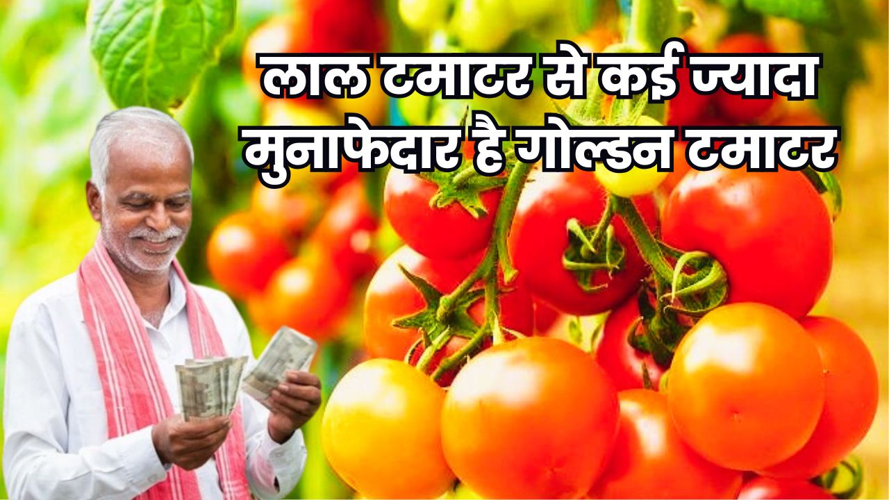 लाल टमाटर से कई ज्यादा मुनाफेदार है गोल्डन टमाटर