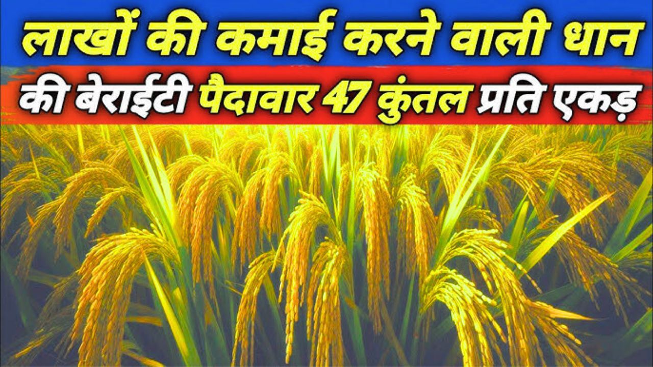कम पानी में उगाये धान की ये सबसे अच्छी किस्म