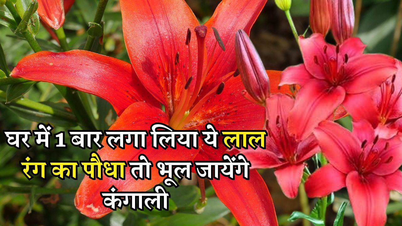 घर में 1 बार लगा लिया ये लाल रंग का पौधा तो भूल जायेंगे कंगाली