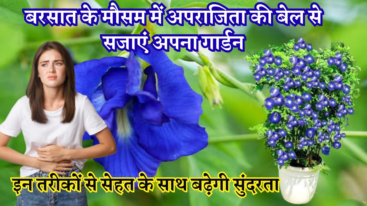 बरसात के मौसम में अपराजिता की बेल से सजाएं अपना गार्डन, इन तरीकों से सेहत के साथ बढ़ेगी सुंदरता