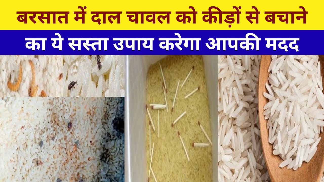 बरसात में दाल चावल को कीड़ों से बचाने का ये सस्ता उपाय करेगा आपकी मदद