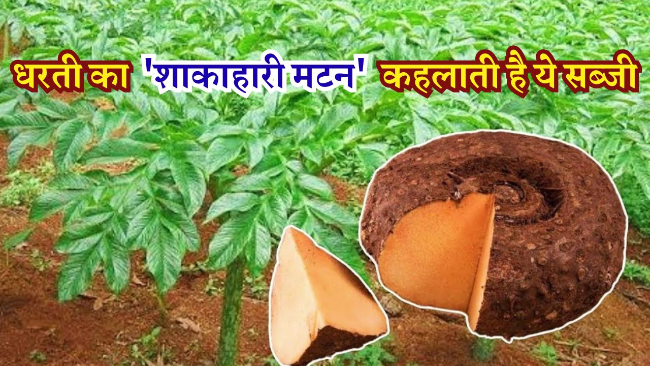 धरती का 'शाकाहारी मटन' कहलाती है ये सब्जी