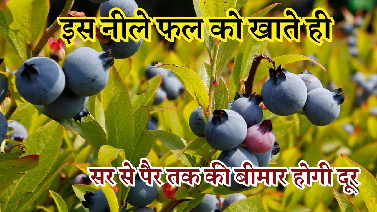 इस नीले फल को खाते ही दिल