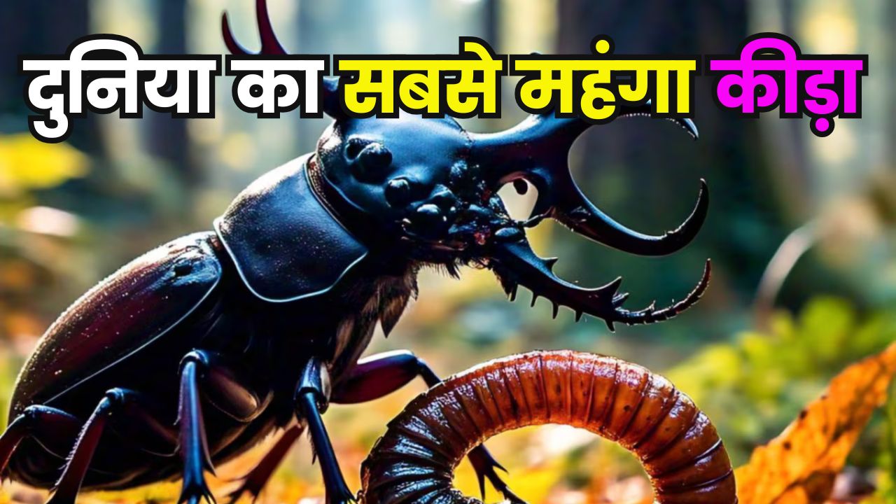 दुनिया का सबसे महंगा कीड़ा