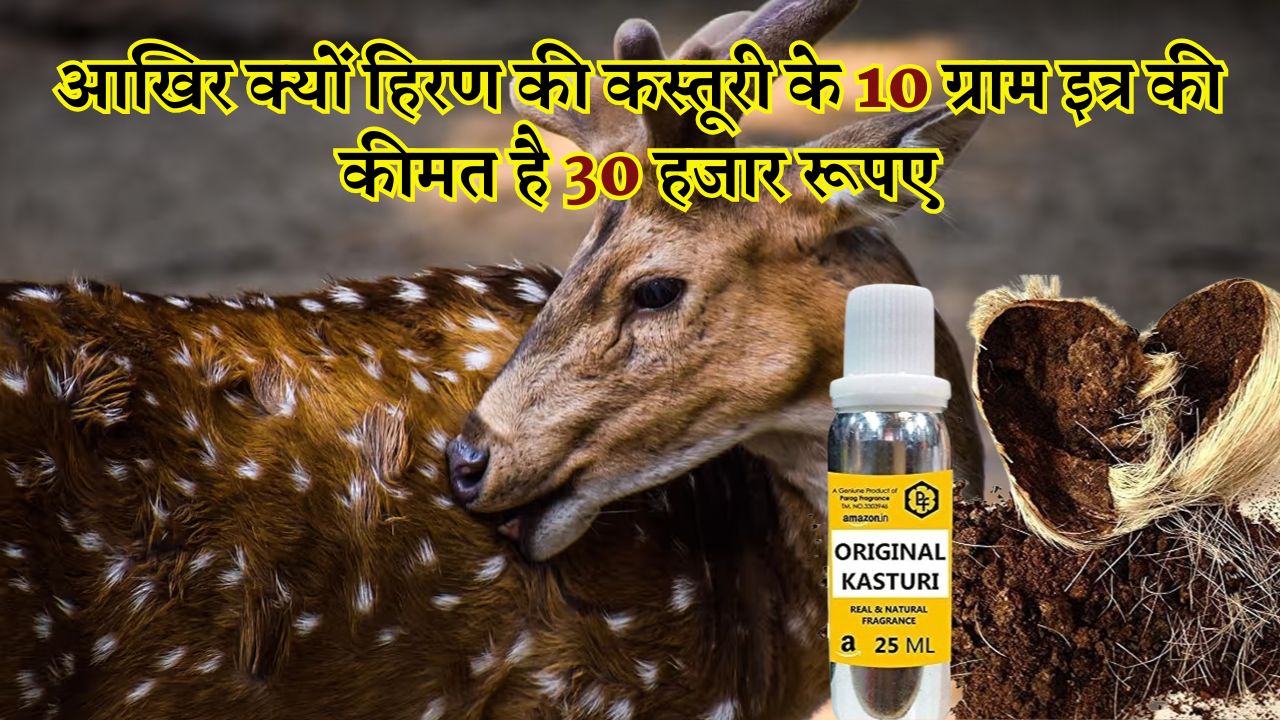 इस हिरण की कस्तूरी के 10 ग्राम इत्र की कीमत है 30 हजार रूपए