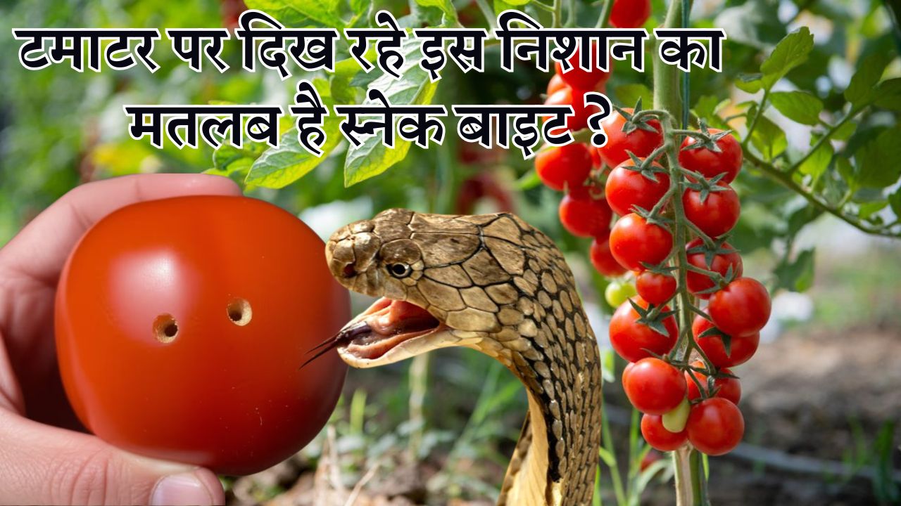 टमाटर पर दिख रहे इस निशान का मतलब है स्नेक बाइट