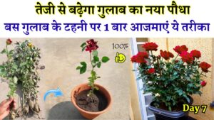 Gardening Tips for Rose Plant
