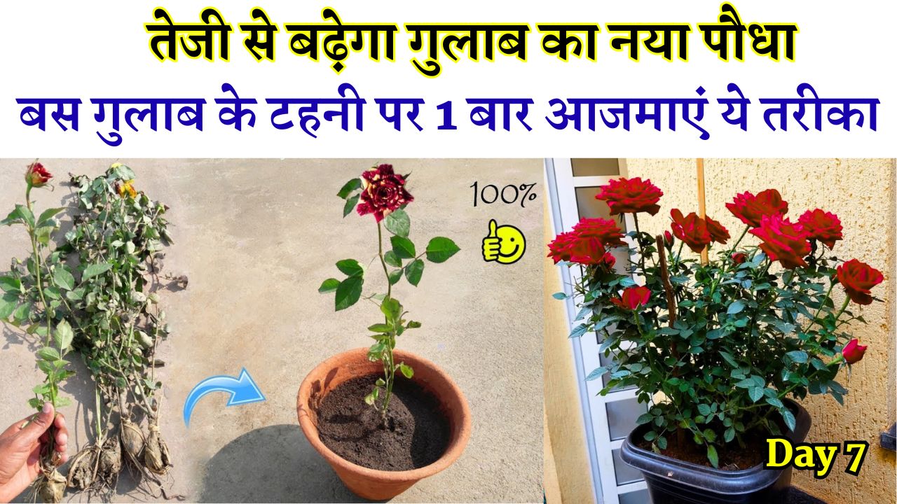 Gardening Tips for Rose Plant