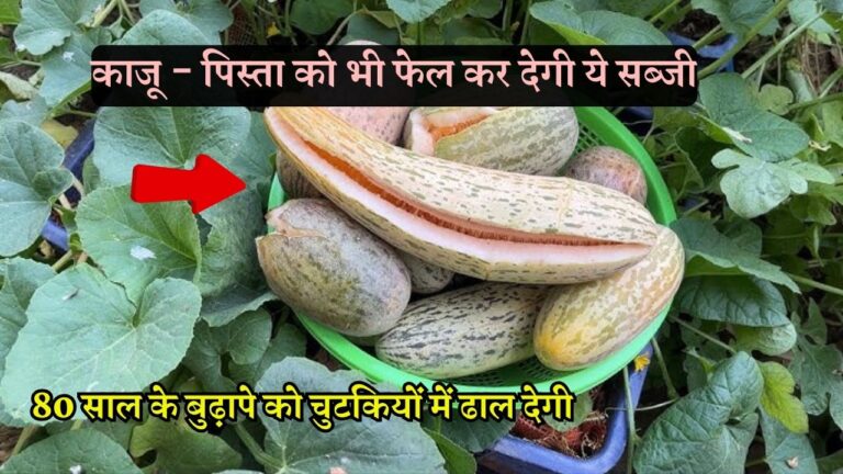 काजू- पिस्ता को भी फेल कर देगी ये स्वादिष्ट और लाभकारी सब्जी