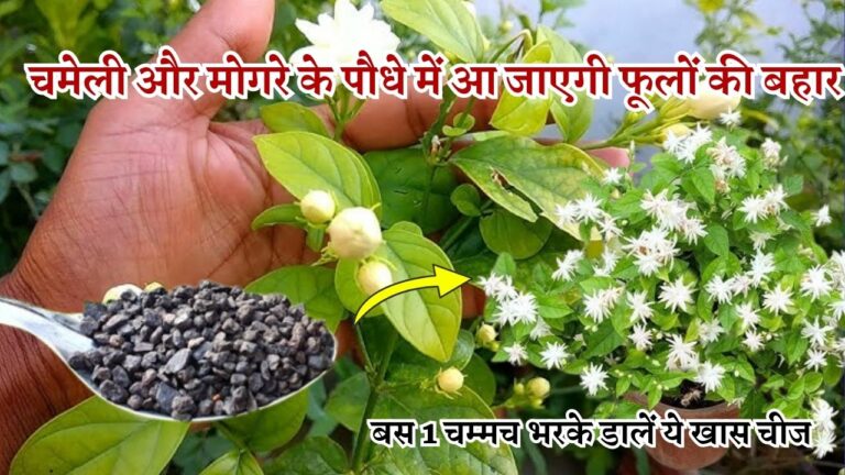 चमेली और मोगरे के पौधे में आ जाएगी फूलों की बहार