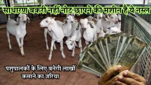 साधारण बकरी नहीं नोट छापने की मशीन है ये नस्ल