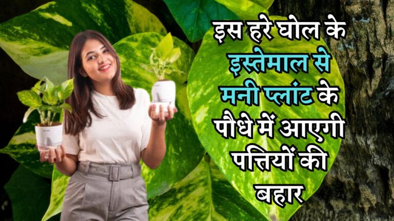 इस हरे घोल के इस्तेमाल से मनी प्लांट के पौधे में आएगी पत्तियों की बहार