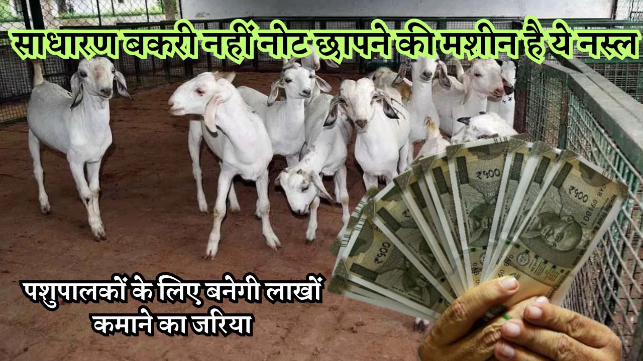 साधारण बकरी नहीं नोट छापने की मशीन है ये नस्ल