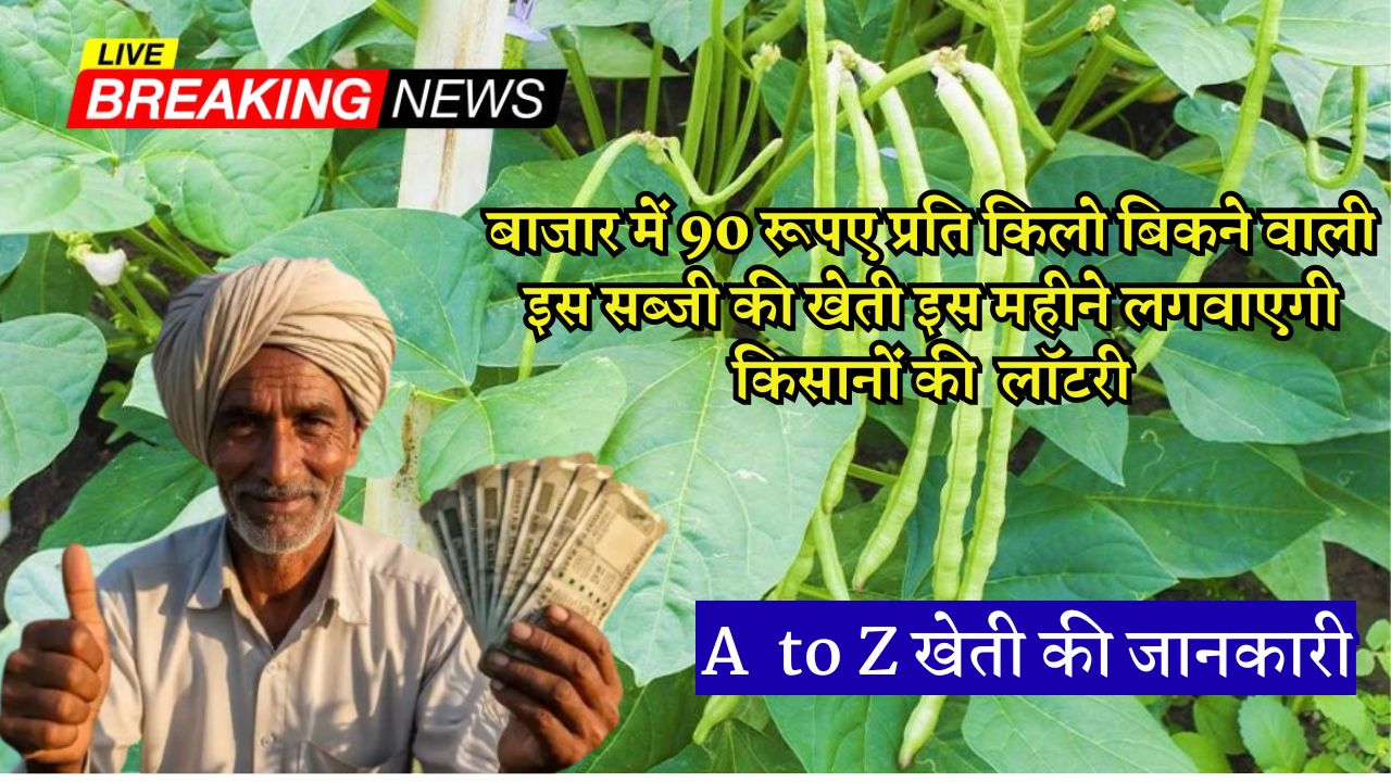 किसानों के लिए है फायदे का मौका, इस ऑन टॉप सब्जी की खेती इस महीने लगवाएगी लॉटरी, बाजार में बिकती है 90 रूपए प्रति किलो