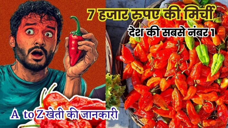 7 हजार रुपए बिकने वाली देश की ये सबसे नंबर 1 मिर्ची