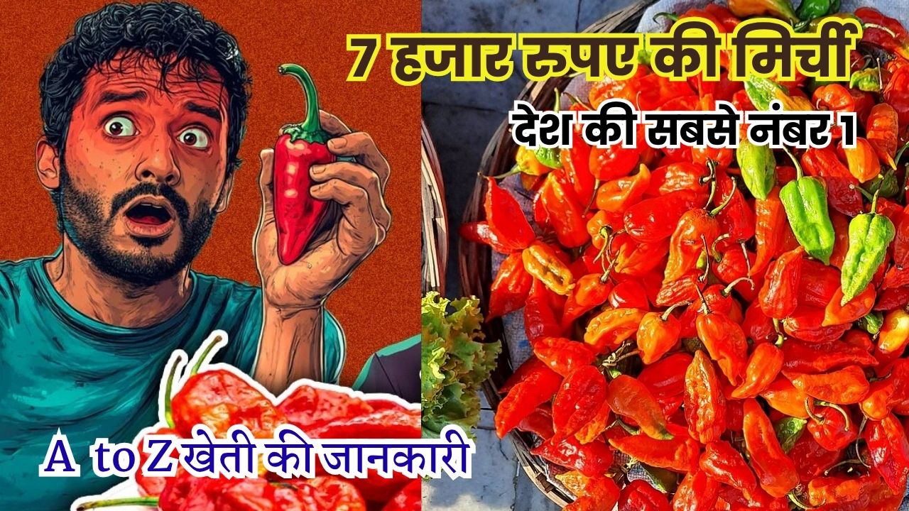 7 हजार रुपए बिकने वाली देश की ये सबसे नंबर 1 मिर्ची