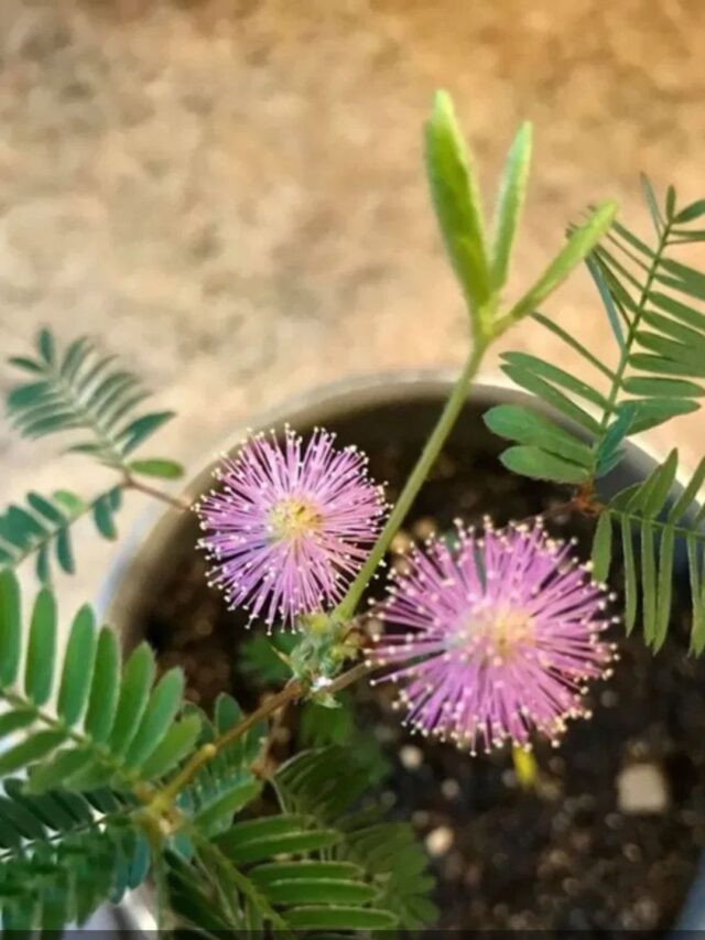 घर के मुख्य द्वार पर शमी के पौधे को रखने से होंगे ये अनोखे फायदे