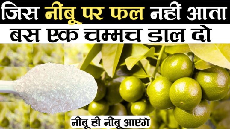 सारे नुस्खे अपनाने के बाद भी पेड़ में नहीं आ रहा एक नींबू