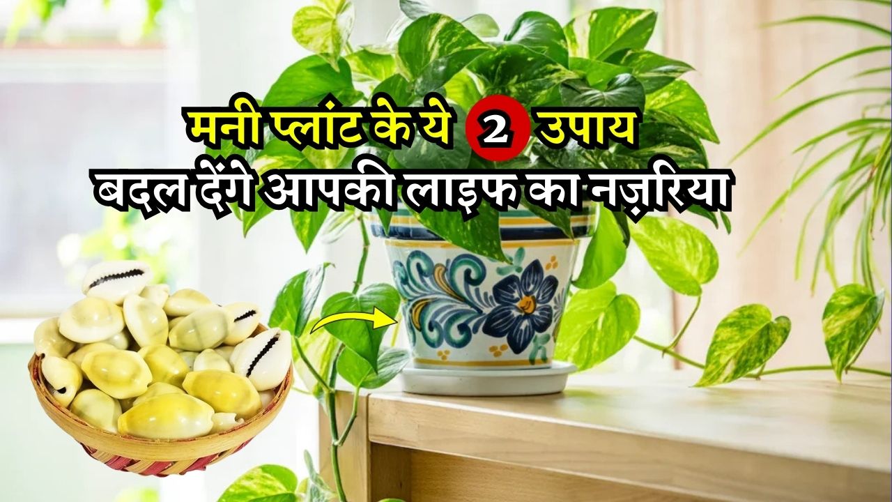 मनी प्लांट के ये 2 उपाय, बदल देंगे आपकी लाइफ का नज़रिया