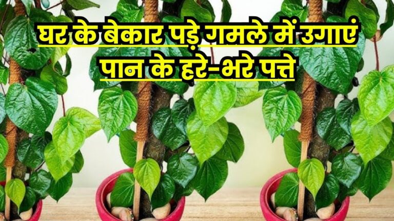 Paan Plant Growing tips