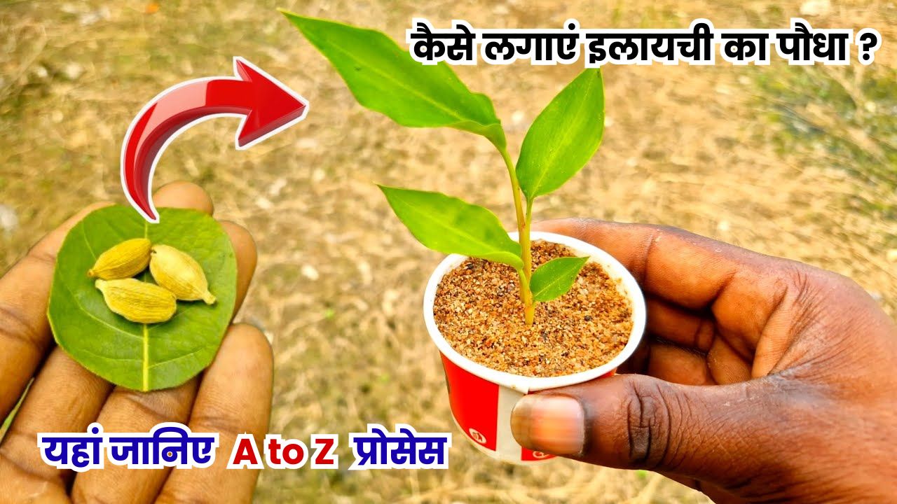 Elaichi Plant Growing