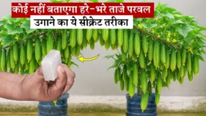 कोई नहीं बताएगा हरे-भरे ताजे परवल उगाने का ये सीक्रेट तरीका