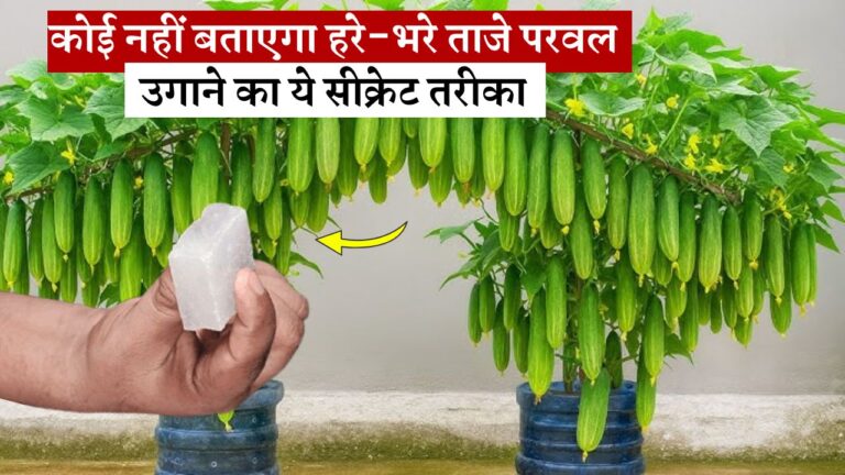 कोई नहीं बताएगा हरे-भरे ताजे परवल उगाने का ये सीक्रेट तरीका
