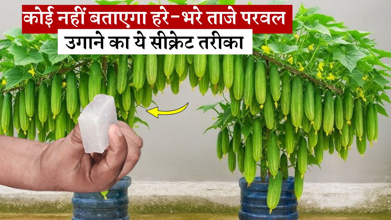 कोई नहीं बताएगा हरे-भरे ताजे परवल उगाने का ये सीक्रेट तरीका